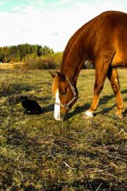 My Best Friends Were Farm Animals